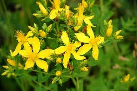 St. John’s Wort