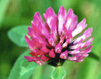 Red Clover – Trifolium pratense