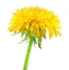Dandelion – Diente de León