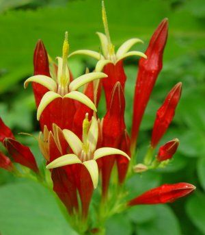 Pinkroot, Indian Pink