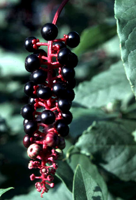 Pokeweed