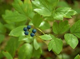 Blue Cohosh