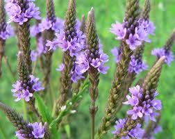 Verbena Azul – (Verbena hastata)