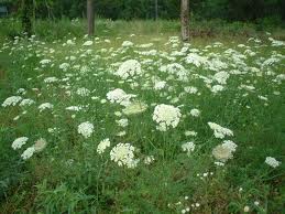 Wild Carrot