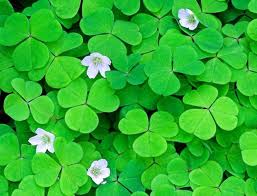 Wood Sorrel