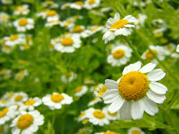 Manzanilla – Tanacetum parthenium