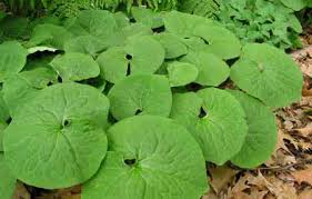 Wild Ginger