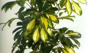 La Cheflera ( Schefflera arborícola)