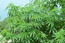 Marihuana