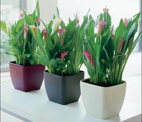 Plantas y calefacción