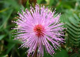 Mimosa Pudica y su sistema de seguridad