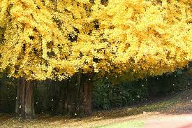 Consejos sobre plantas en noviembre