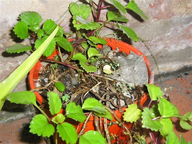 Eliminar la cal del jardín y plantas