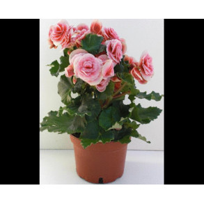 Síntomas de falta de humedad en las plantas