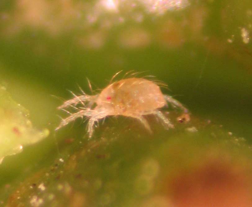 Cómo prevenir la araña roja