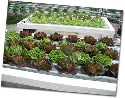Cultivar lechugas