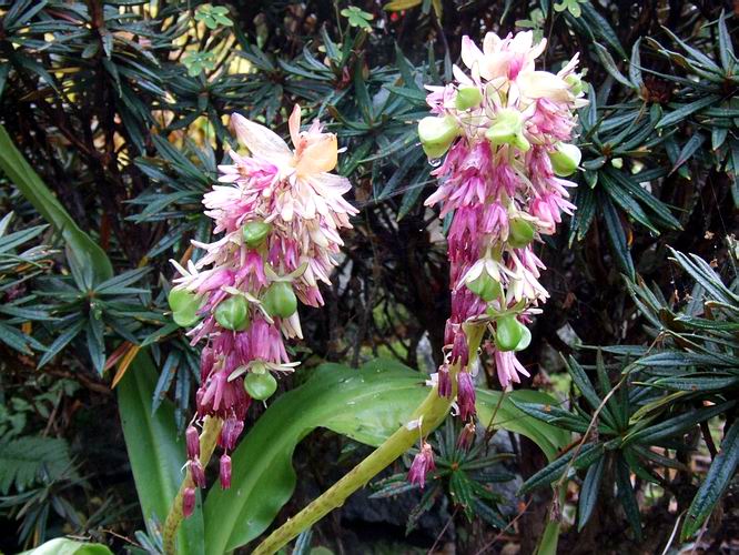Eucomis bicolor