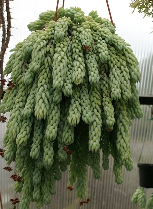 Sedum