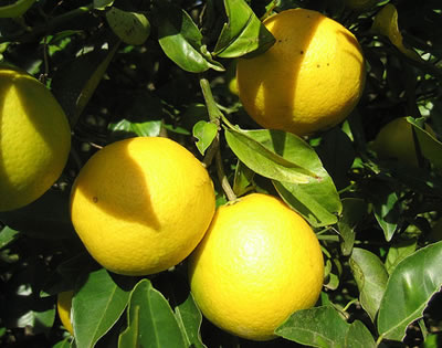 Cuidados del limonero