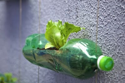 Recicla las botellas para plantar
