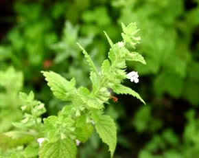 Cultivar Melissa