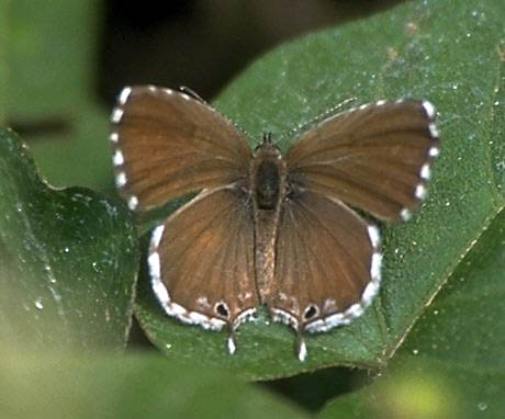 Mariposa del geranio
