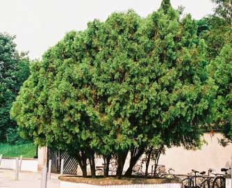El árbol de la vida