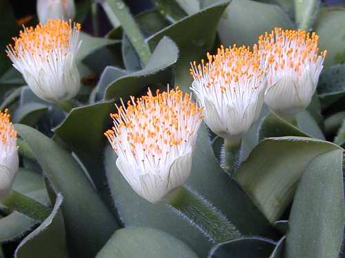 Haemanthus
