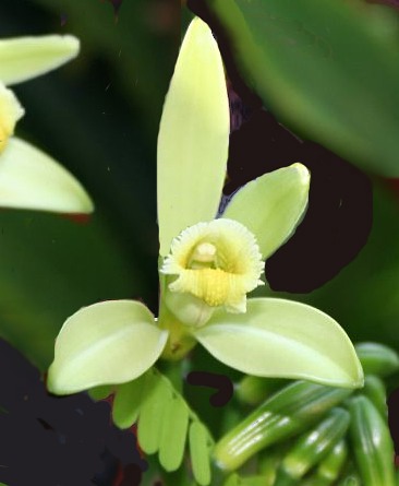 Vanilla planifolia
