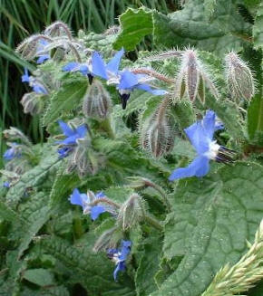 Buenos insectos para el jardín
