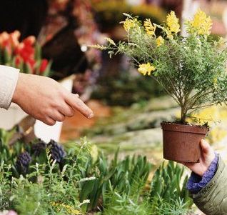 Consejos para adquirir plantas