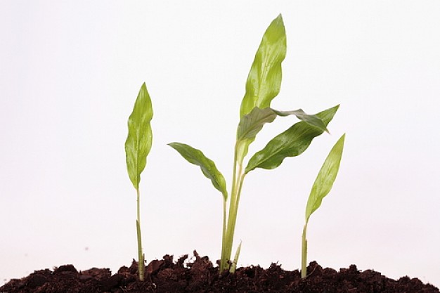 Plantas que no crecen