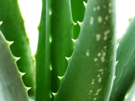 Los cuidados del Aloe Vera