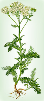 Yarrow