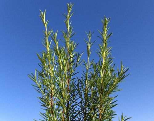 Romero – Rosmarinus officinalis