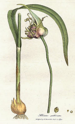 El Ajo – Allium sativum