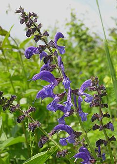 Lyre-leaved Sage