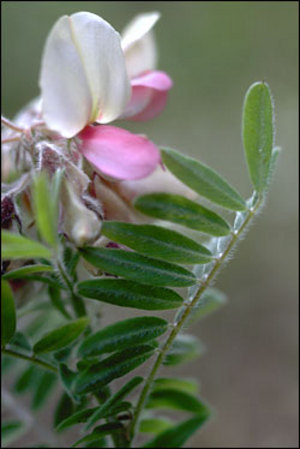 Tephrosia virginiana