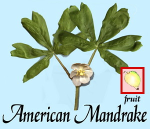 American Mandrake, May Apple