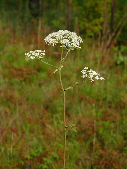 Angelica Venenosa