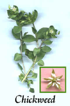 Oreja de ratón – Stellaria media