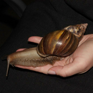 Plaga de caracol africano