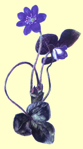 La Hepatica