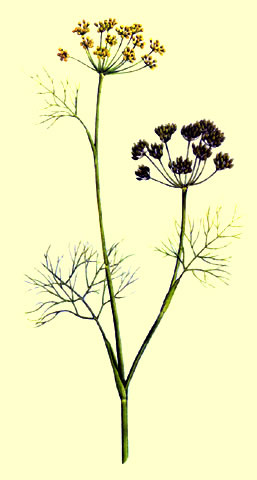 Hinojo – (Foeniculum vulgare)