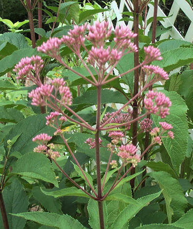 La Joe Pye Weed