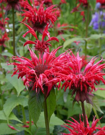 Bee Balm, Wild Bergamot
