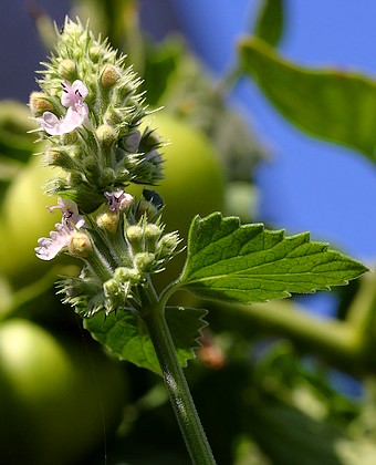 Catnip  – Nepeta cataria