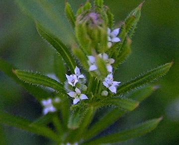 Amor de Hortelano – Gallium aparine