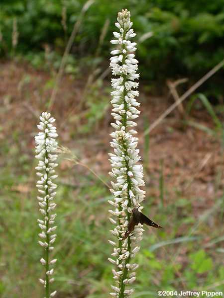 Aletris Farinosa