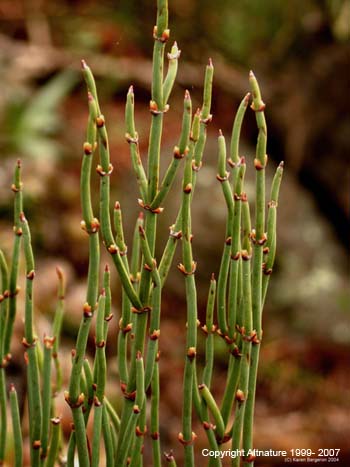 La Ephedra